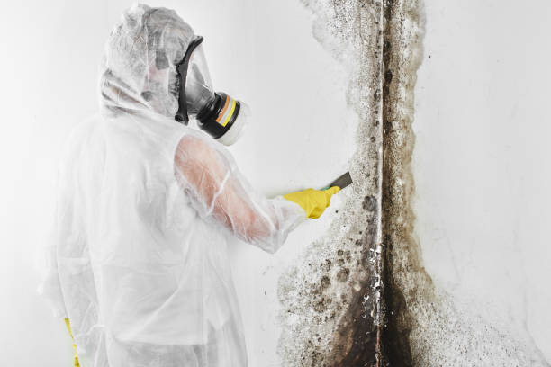 Best Mold Remediation  in Racend, LA