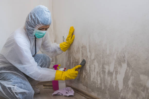 Best Local Mold Removal Service  in Racend, LA