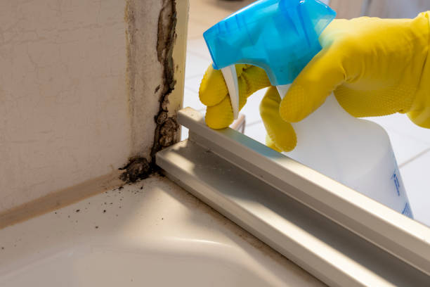 Best Emergency Mold Removal  in Racend, LA