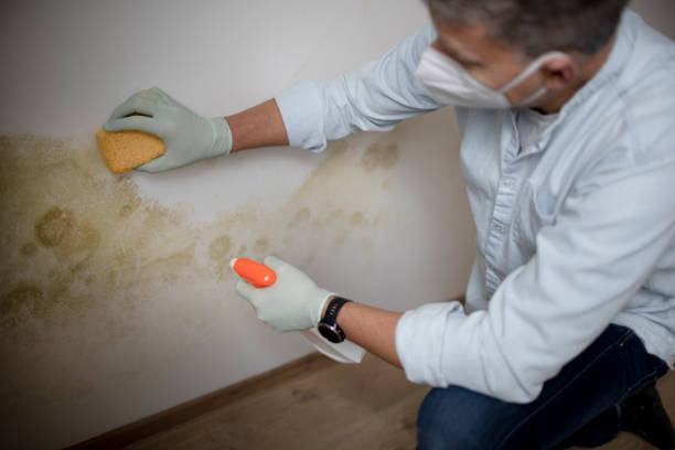 Best Mold Remediation  in Racend, LA