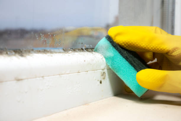 Best Residential Mold Removal  in Racend, LA