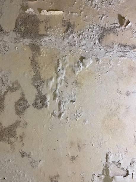 Best Office Mold Removal Services  in Racend, LA