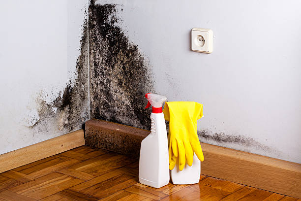 Attic Mold Removal in Raceland, LA