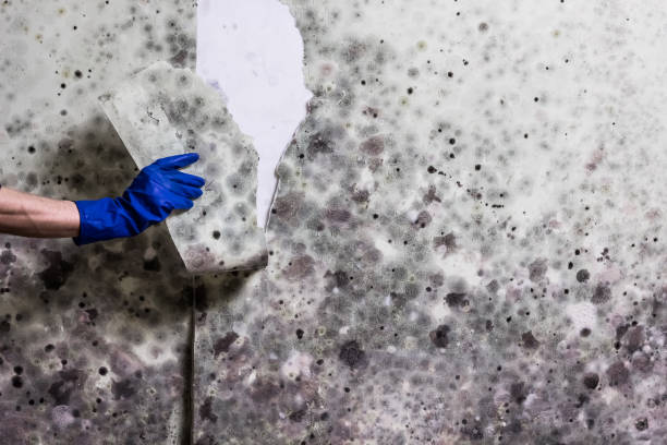 Best Same-Day Mold Removal  in Racend, LA