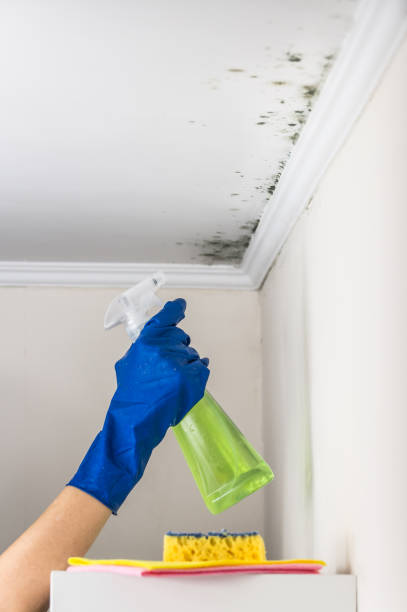 Best Best Mold Removal Companies  in Racend, LA